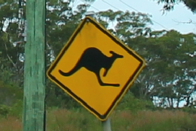 Schild Känguru