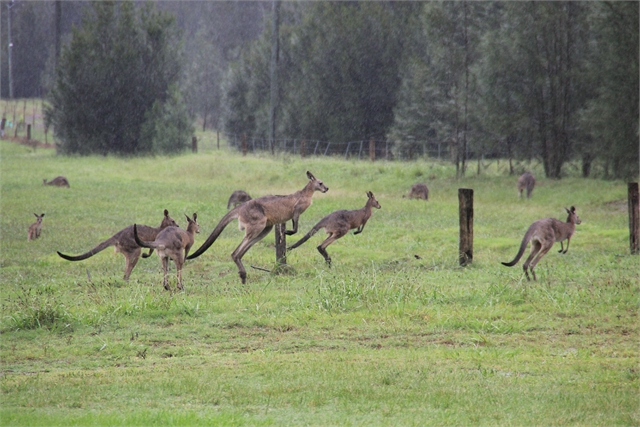 Känguru Hunter Valley
